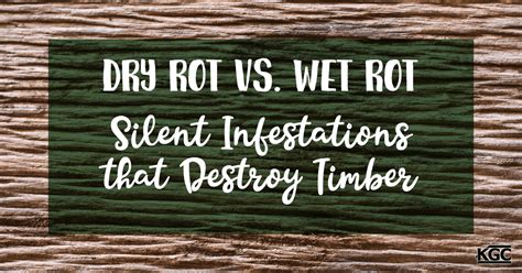 Dry Rot Versus Wet Rot: Silent Infestations that Destroy Timber