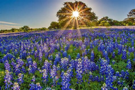 Spring Flowers by C116 Photography | Spring flowers, Spring, Flowers