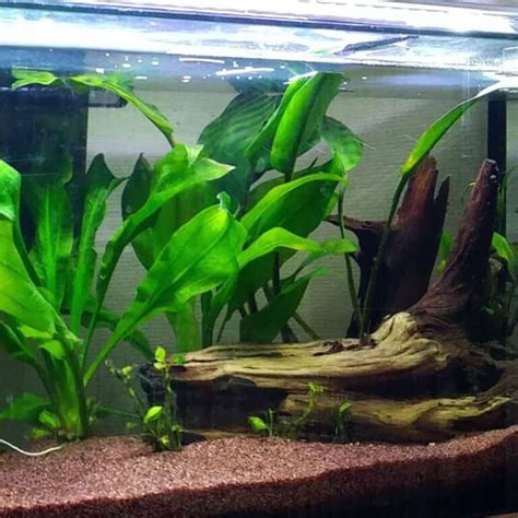 12 Best Aquarium Plants That Grow Tall - AC Aquarium Life