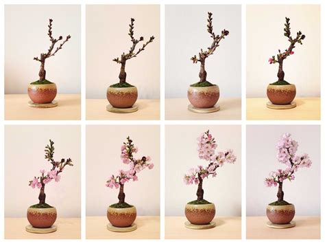 Cherry Blossom Bonsai Seeds