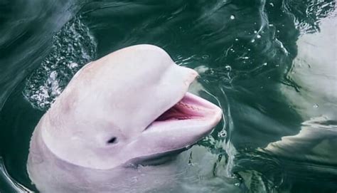 Are Beluga Whales Friendly or Dangerous? (Explained) - Wild Explained