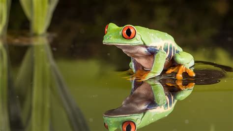 3840x2160 Frog 4k HD 4k Wallpapers, Images, Backgrounds, Photos and ...