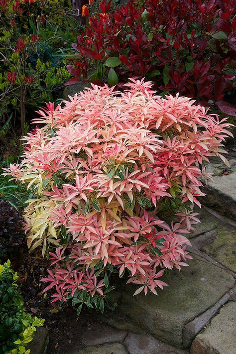 69 Best Pieris images | Gardens, Planting Flowers, Trees, shrubs