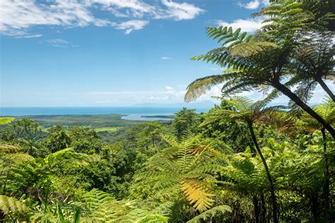 Rainfall In The Daintree Rainforest - Image to u