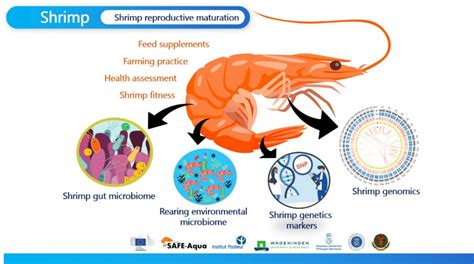 Shrimp - International Joint Research Center on Food Security