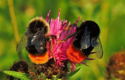 Red-Tailed Bumblebees (Bombus lapidarius) make their nests underground ...