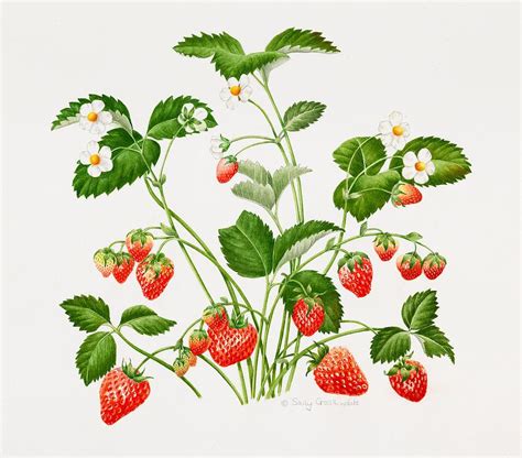 How To Draw A Strawberry Plant