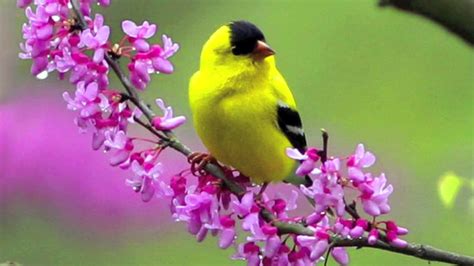 Wallpaper Birds and Flowers (61+ images)