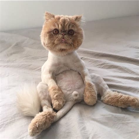 The New Trend Of Artistic Pet Haircuts And Grooming Is Seriously Confusing Us