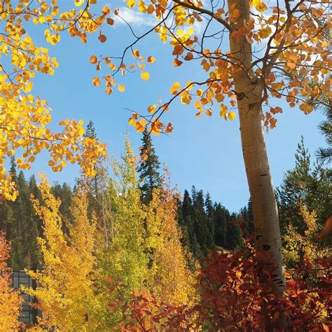 Fall colors near #lakequinaultlodge #olympicpeninsula # ...