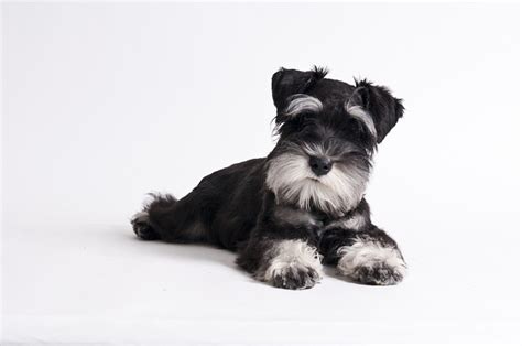 Miniature Schnauzer, Big Personality | Healthy Paws Pet Insurance