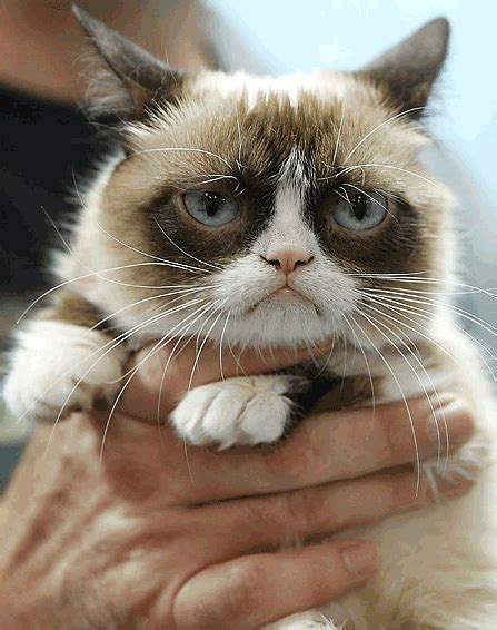 Grumpy Cat GIF - Find & Share on GIPHY