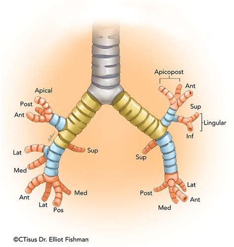 Bronchus Segments / CTisus.com | Medical illustration, Medical ...