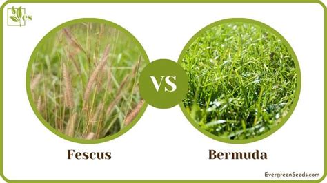 Fescue vs Bermuda: Ways to Differentiate Between the Two - Evergreen Seeds