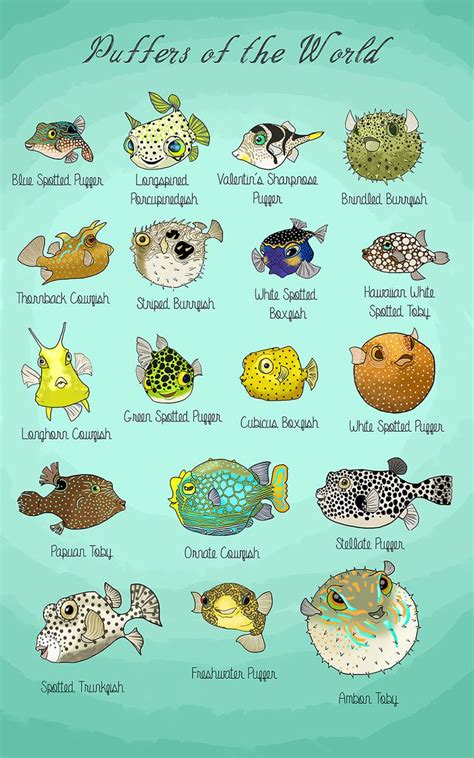 25 best Puffer Fish images on Pinterest | Water animals, Fish and Fluffy pets