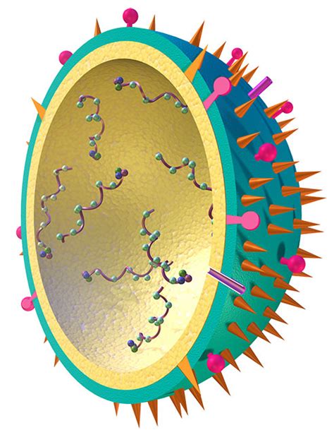 What Is Biophysics? | The Biophysical Society