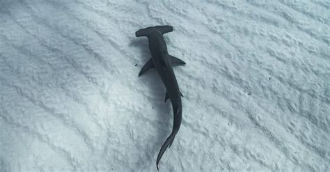 What’s a Baby Hammerhead Shark Called + 4 More Facts! - A-Z Animals