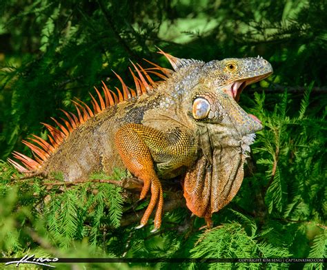 Wakodahatchee Wetlands Large Iguana South Florida Invasion | HDR ...