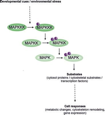 Frontiers | Mitogen-Activated Protein Kinase Cascades in Plant Hormone Signaling