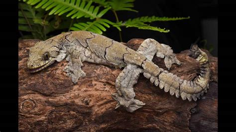 New flying gecko species found in Mizoram; named after state | Latest News India - Hindustan Times