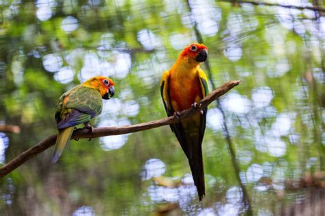 Wildlife Park - Sunway Lagoon Theme Park Malaysia Zoo