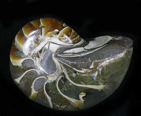 Bargain 2.7" Cretaceous Nautilus Fossil - Madagascar (#21935) For Sale - FossilEra.com