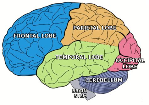 Temporal lobe - Anatomy Info