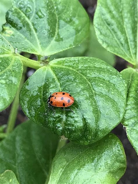 ladybugs in house in winter - Virgen Mclendon