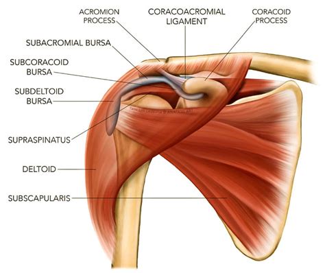 Shoulder Impingement | Causes, Symptoms, Diagnosis and Treatment