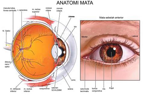 Pin de Debbie Glover en Eye drawings | Anatomía del ojo, Dibujo ...