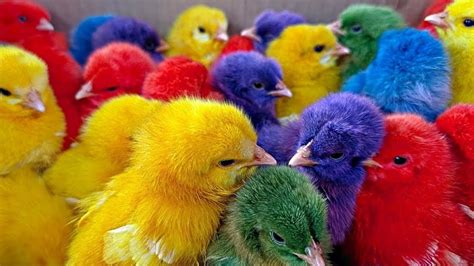 Tangkap Ayam Lucu, Ayam Warna Warni, Ayam Rainbow Gokil, Kelinci, Kucing Lucu, Bebek, Hewan Lucu ...