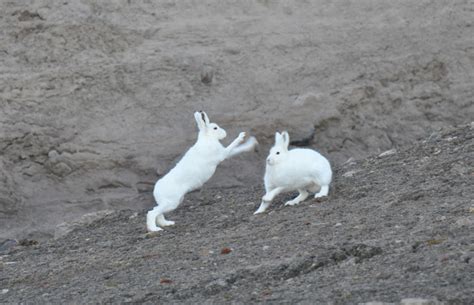 Arctic Hare Babies