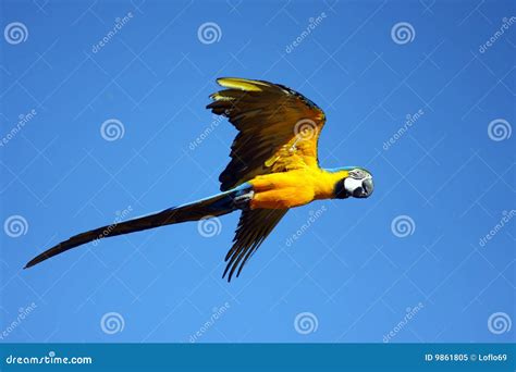 Macaw parrot in flight stock image. Image of colourful - 9861805