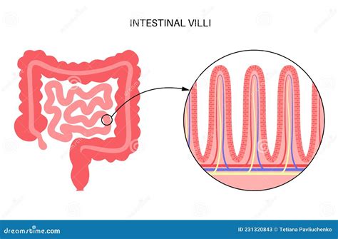 Intestinal villi anatomy stock vector. Illustration of vector - 231320843