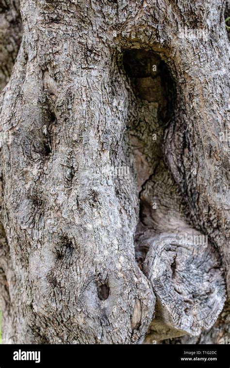 Olive Tree Bark Stock Photos & Olive Tree Bark Stock Images - Alamy