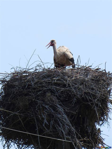 The stork in the nest free image - № 32387