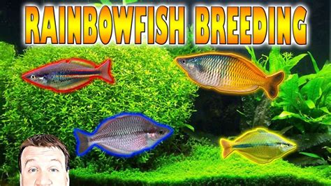 How to Easily Breed Rainbowfish - YouTube