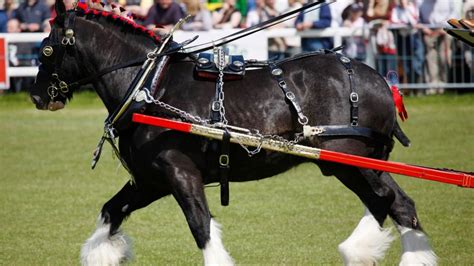 The Shire Horse Guide: History, Care, And Characteristics