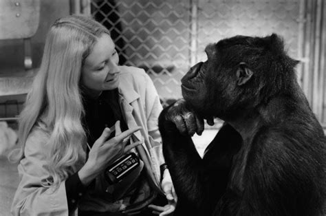 Shadows In the Cave: DocuMondays - Koko: A Talking Gorilla