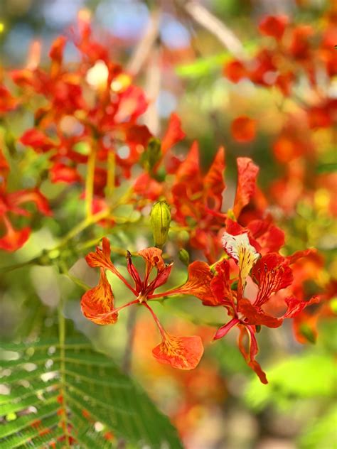 86th Annual Royal Poinciana Fiesta | Edible South Florida