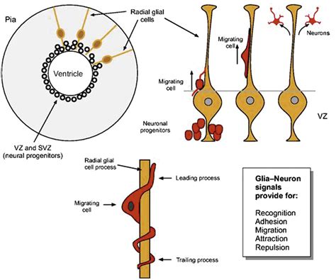 Astrocytes in the Mammalian Brain | Neupsy Key