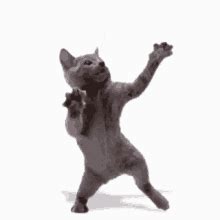 Happy Cat Glad To See You Jump GIF | GIFDB.com