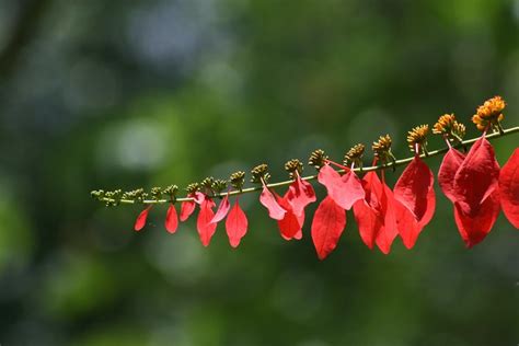 Chaconia - National flower of Trinidad | Flickr - Photo Sharing!