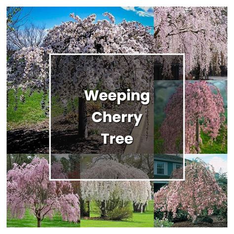 How to Grow Weeping Cherry Tree - Plant Care & Tips | NorwichGardener