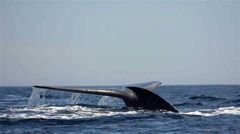 First pygmy whale migration study sheds light on risks faced on annual ocean journey - ABC News