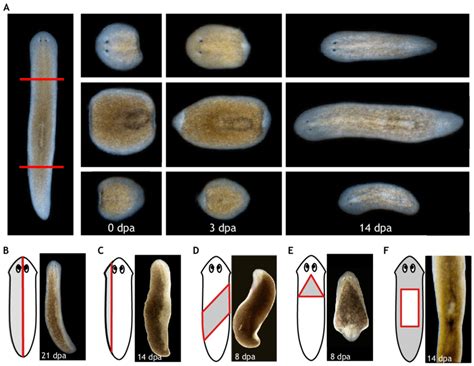 Asexual Animals Planaria