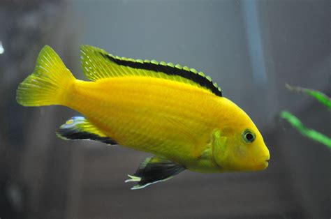 A Labidochromis caeruleus or Electric Yellow Cichlid. This is one of the most popular species of ...