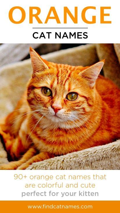 Orange Cat Names (155+ Unique Options for Gingers) | Cats, Cat care ...