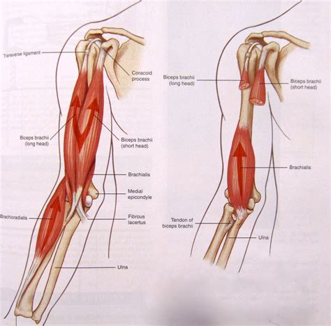 Anatomy Lesson: Biceps - Beautiful to the Core