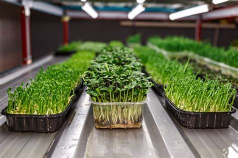 Urban Microgreen Farm.the Microgreen in Plastic Trays.Baby Leaves, Phytolamp.Sprouting ...